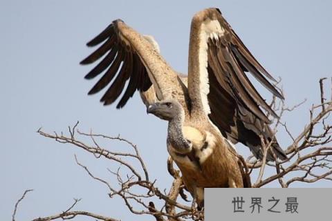 世界上飞得最高的鸟——黑白兀鹫