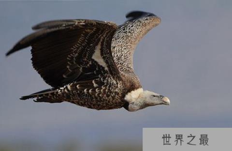世界上飞得最高的鸟——黑白兀鹫