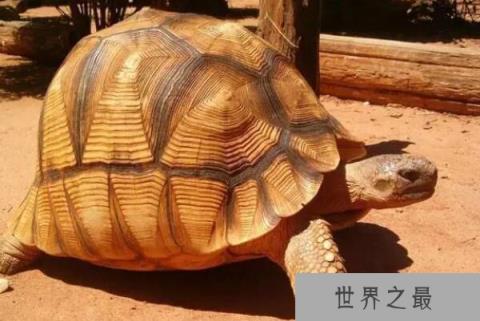 世界十大最稀有的乌龟品种
