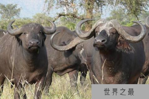 非洲分布广泛的十大猛兽