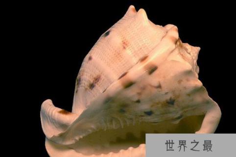 世界十大知名海螺品种