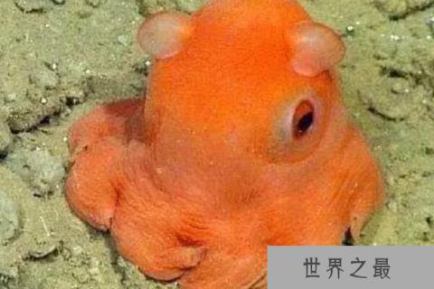 世界最能潜水的十大动物