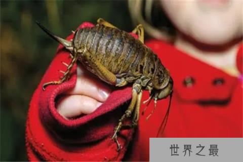昆虫界的十大顶级霸主：体型巨大，杀伤力极强！