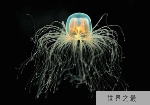 世界上十大动物之最