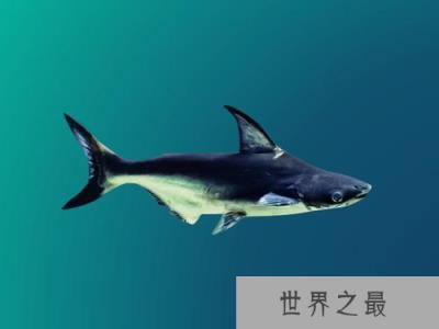 海洋最珍稀的10大鱼类