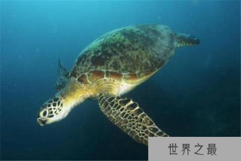 地球上10大体型最大的乌龟