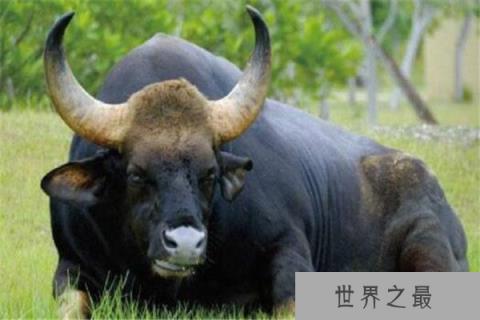 地球上10大大块头的动物