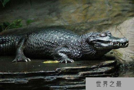地球上10大巨型鳄鱼