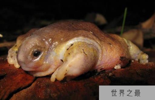 世界上十种最罕见动物