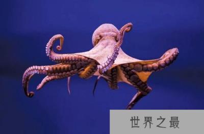 10大不需要大脑的奇特动物