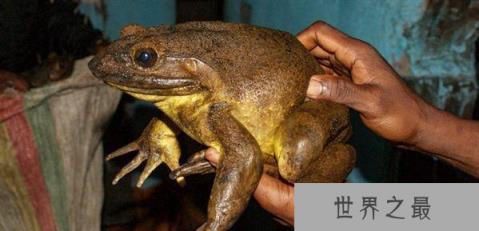 世界最漂亮的10种青蛙