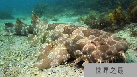 海洋中最奇特的十种鲨鱼