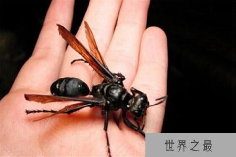 热带雨林十大恐怖生物