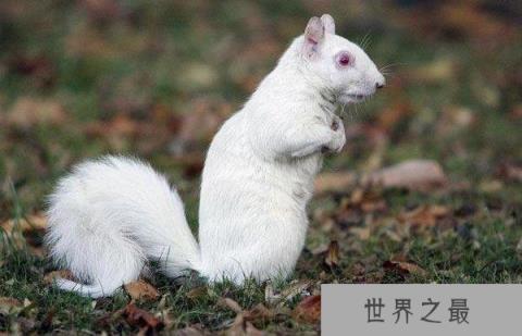 10大最美丽的白化动物