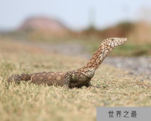 世界上最大的十种蜥蜴(www.1357vip.com)