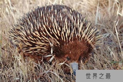 世界上最稀有10种动物，白鳍豚排在榜首