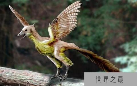 世界上最老的海鸟：68岁信天翁再次当妈