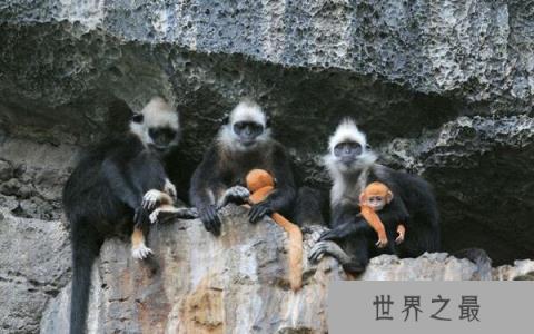 世界上最稀有的猴子：白头叶猴