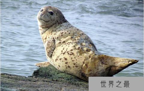 世界上最可爱的海豹：斑海豹体长可达2米