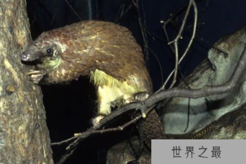 唯一栖息在树上的穿山甲：树穿山甲最喜欢爬树