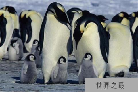 世界上最萌的动物排名前五：帝企鹅