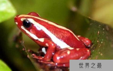 世界十大毒王排名：澳洲方水母有“毒王之首”之称