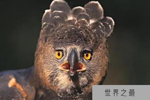 最凶猛的鹰十大排名：角雕、食猿雕位列前两名