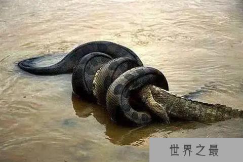 世界最厉害动物排名前十：东北虎、非洲狮名列榜首