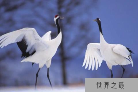 世界十大濒危鸟类