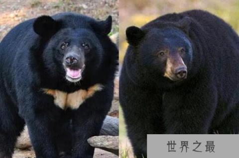 十大熊类战斗力排名：大熊猫仅居第八，北极熊夺冠！