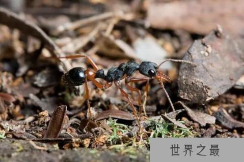世界上最强的十大蚂蚁：子弹蚁、行军蚁均上榜