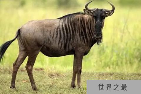 动物界速度之王