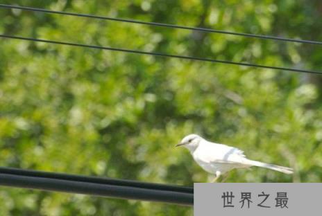 世界十大非常罕见的白化动物：白化考拉你见过吗？