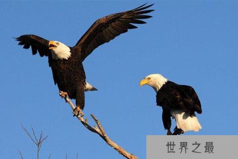 世界10大最猛的动物:东北虎上榜,蜜獾位居榜首