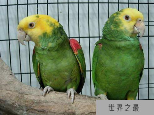 盘点十大最健谈的鸟类：八哥上榜，非洲灰鹦鹉居榜首