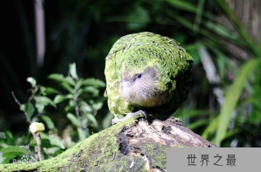 自然界中声音最大的10种动物,抹香鲸可发出230分贝声音