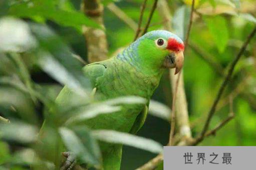 世界上什么鹦鹉最聪明？世界上最聪明的鹦鹉排行榜