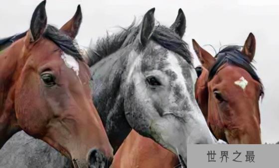 听觉最灵敏的动物排名，排第一名是大蜡蛾