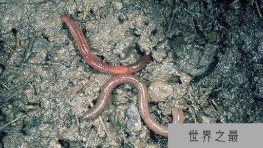 盘点世界十大冬眠动物：蛇、黑熊和青蛙全部上榜