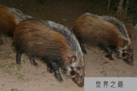 十大灭绝又重生的动物:侏儒眼镜猴上榜,体重仅56克