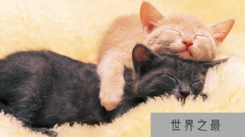 哪些动物睡觉的姿势与众不同？世界十大动物睡觉姿势