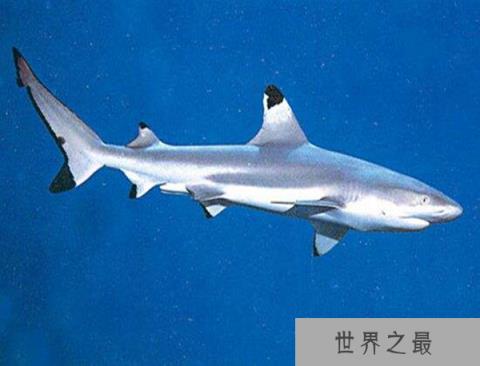 十大可以无性繁殖的动物：海葵和水母全上榜