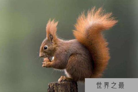 各种动物尾巴的用处有哪些？盘点动物尾巴的十大作用