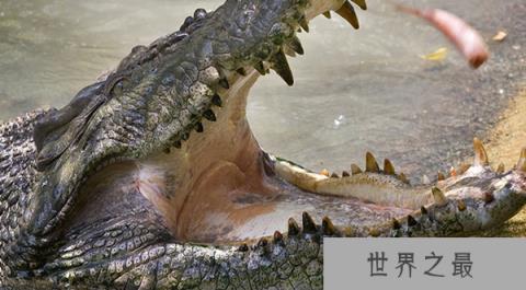 地表最强壮的十大动物：大象老虎狮子通通上榜