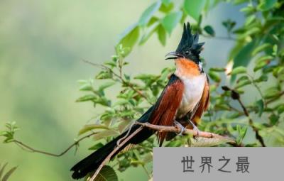 揭秘喜欢同类相残的10种动物：蜂王上榜，戟齿砂鲛居榜首