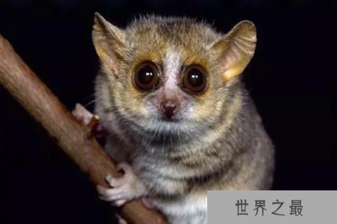 世界十大最小的哺乳动物：星鼻鼹第十，跳鼠第二