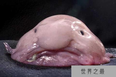 世界十大怪异的海洋生物，五彩鳗名列榜首