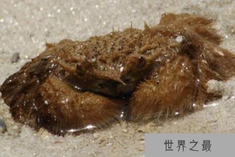 世界十大最奇怪的螃蟹：箭头蟹上榜