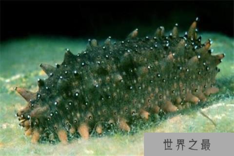 什么动物具有特殊的能力？世界十大具有超能力的动物