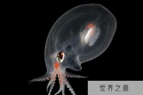 世界十大透明动物排行榜：透明青蛙可看见身体构造